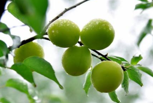 芒種時節(jié)，習(xí)俗不“盲”-普樂斯等離子清洗機