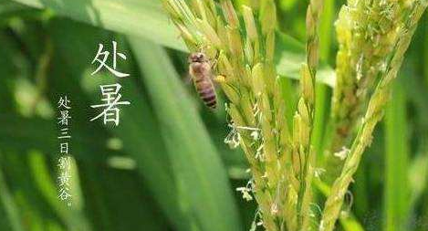 明日處暑，秋涼漸至-普樂斯等離子清洗機(jī)